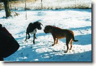 Německá a Bordeauxská doga