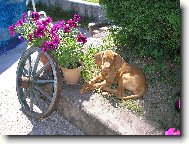 Tessinka ještě štěňátko :o)