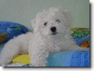 princezna na hrášku