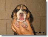 To mám krásný jazýček, že?