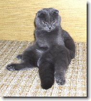 skotská klapouchá modrá