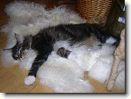 Kocourek Bruno 6 měs.