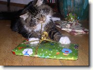 Kocourek Bruno 9 měs.