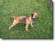 alina z Mošnova dvora