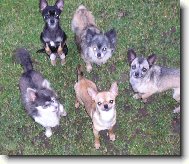 Tak copak nám hodíš, paničko ?