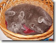 Kočka v košíku :)