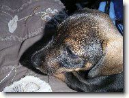 Andrýsek jede do nového domova