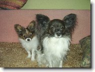 papillonci z Těšína