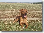 Rhoderský ridheback