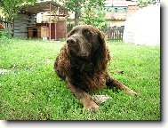 Pedro z Javorového vrchu