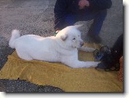 Ziruška na výstavě