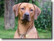 Ernie Green z Tikovického vršku