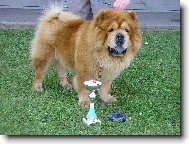 YONNE z ÚDOLÍ SNĚŽENEK