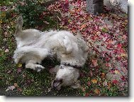 Kesi, kdo jiný, že?