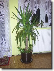 Radost s pěstování