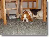 Únava Enči .......