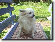 Benjamin od Svatého Mikuláše