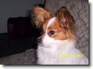 Estel porubský květ