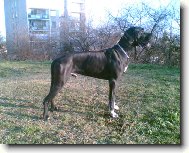 Dante Český Sirius