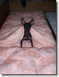 Jerry hlídá postýlku páničce