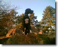 Dante Český Sirius