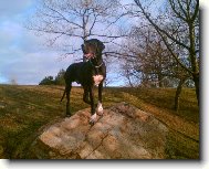 Dante Český Sirius