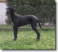 Dolomita z Pernštýnských hradeb