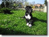 Archibald z Pernštýnských hradeb