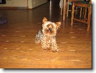 Náš psík Tobííík