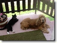 odpočinek před procházkou