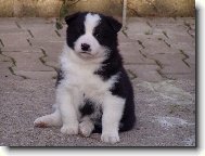 chovná stanice Assi Kavon