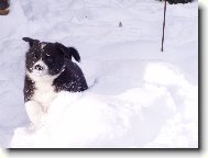 chovná stanice Assi Kavon