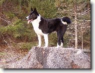 Assi od Starých dubů