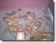 Gabík našel nejspíš sestřičku Berrylku