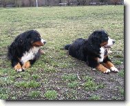 mušketýři na Kavčích horách