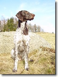 NKO Cirra Laváre Morávia