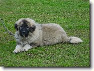 Bara Ruský medvěd CZ