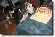 Nádherná babička Korba  Uttis CS