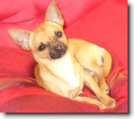 Fenri \\(Reino-chi ze Sídlberku\\)