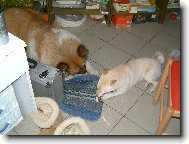 Shiba snídá s Akitou