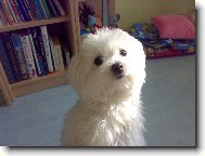 Náš miláček Sindynka