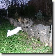 Šteniatko maltezačika