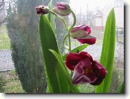 Rozkvétající miltonie