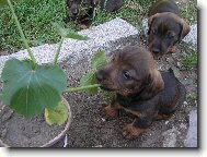 konzerva je dobrá, ale když není co jíst..........