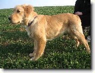 Náš 5timěsíční fešák Jerry:)