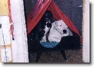 nemám kde složit hlavu