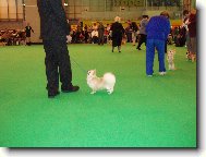 Z návštěvy výstavy Crufts 2007