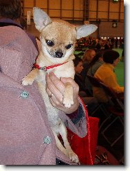 Z návštěvy Crufts 2007