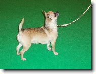 Z návštěvy výstavy Crufts 2007