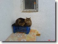 Mína je věrná jako pes